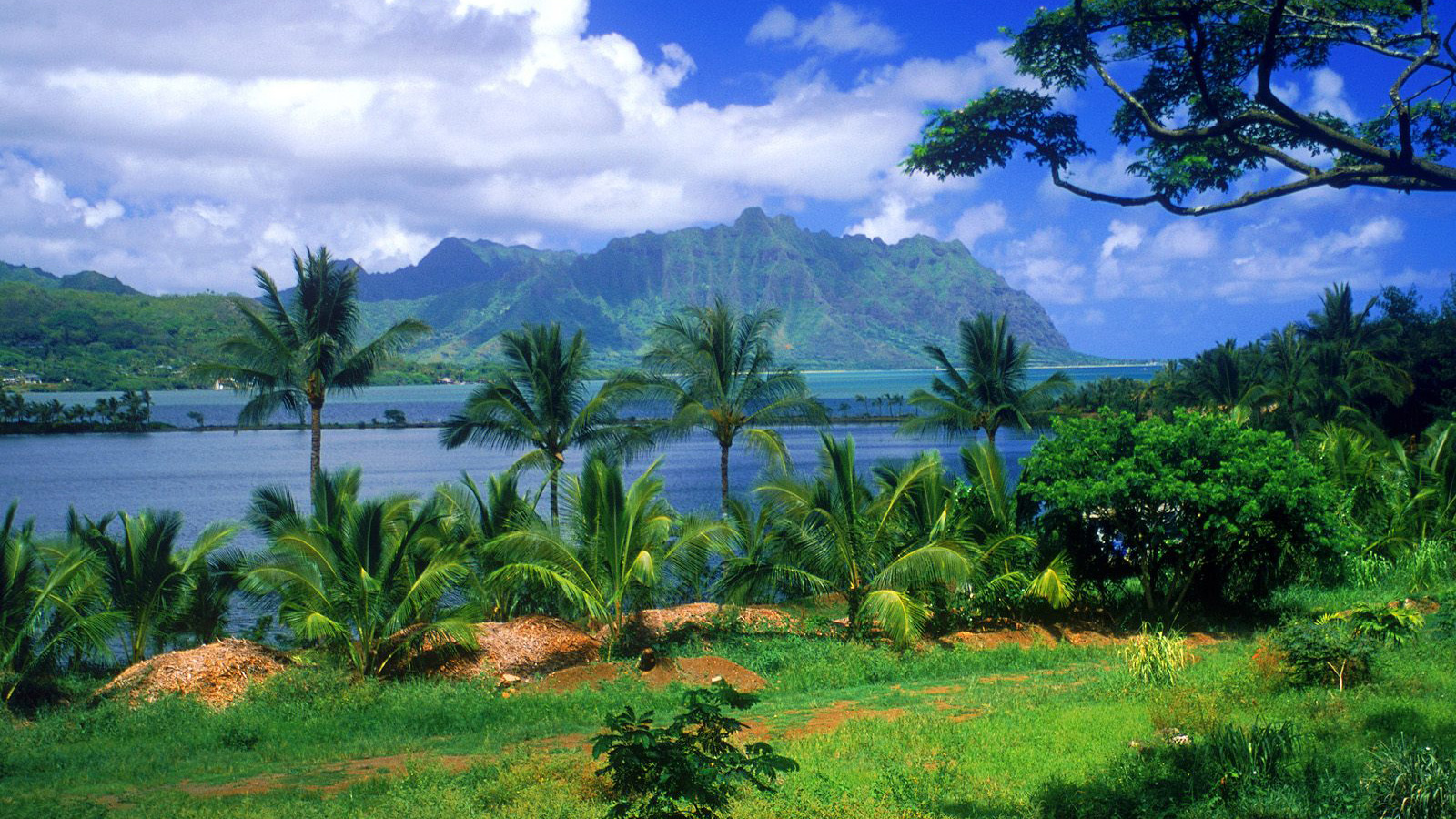 Hawaii Tourismus Wallpaper Kostenlos