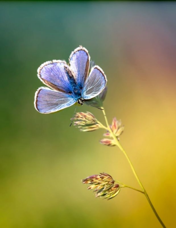 Beautiful Butterfly Wallpaper And