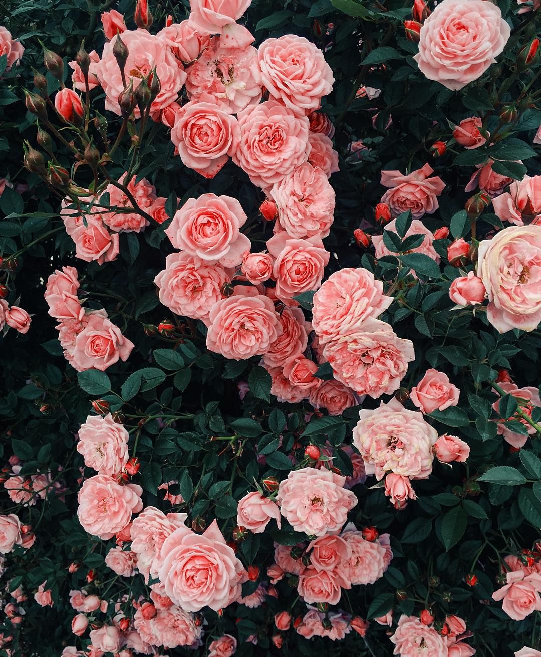 Aesthetic Picture Pink Flowers References Wallpaper