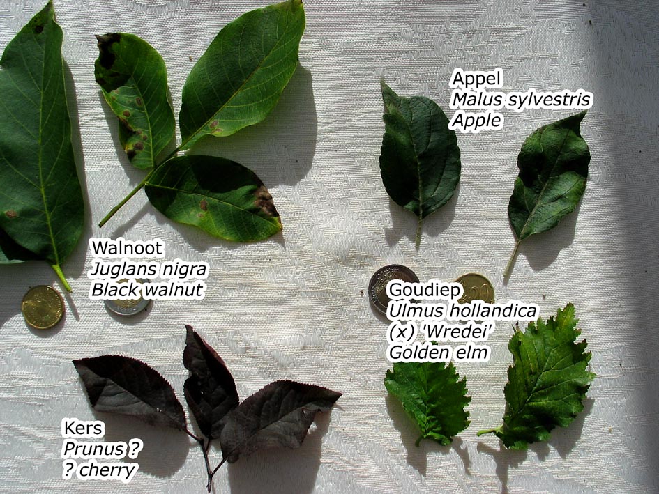 Beckham Wallpaper Leaf Morphology