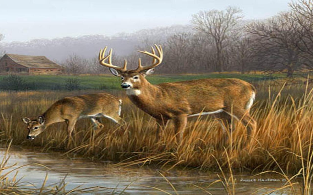 trololo blogg Wallpaper Deer Buck