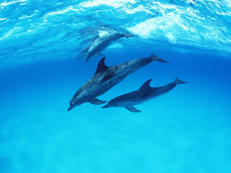 Dolphin Swim Dolphins Animals HD Desktop Wallpaper