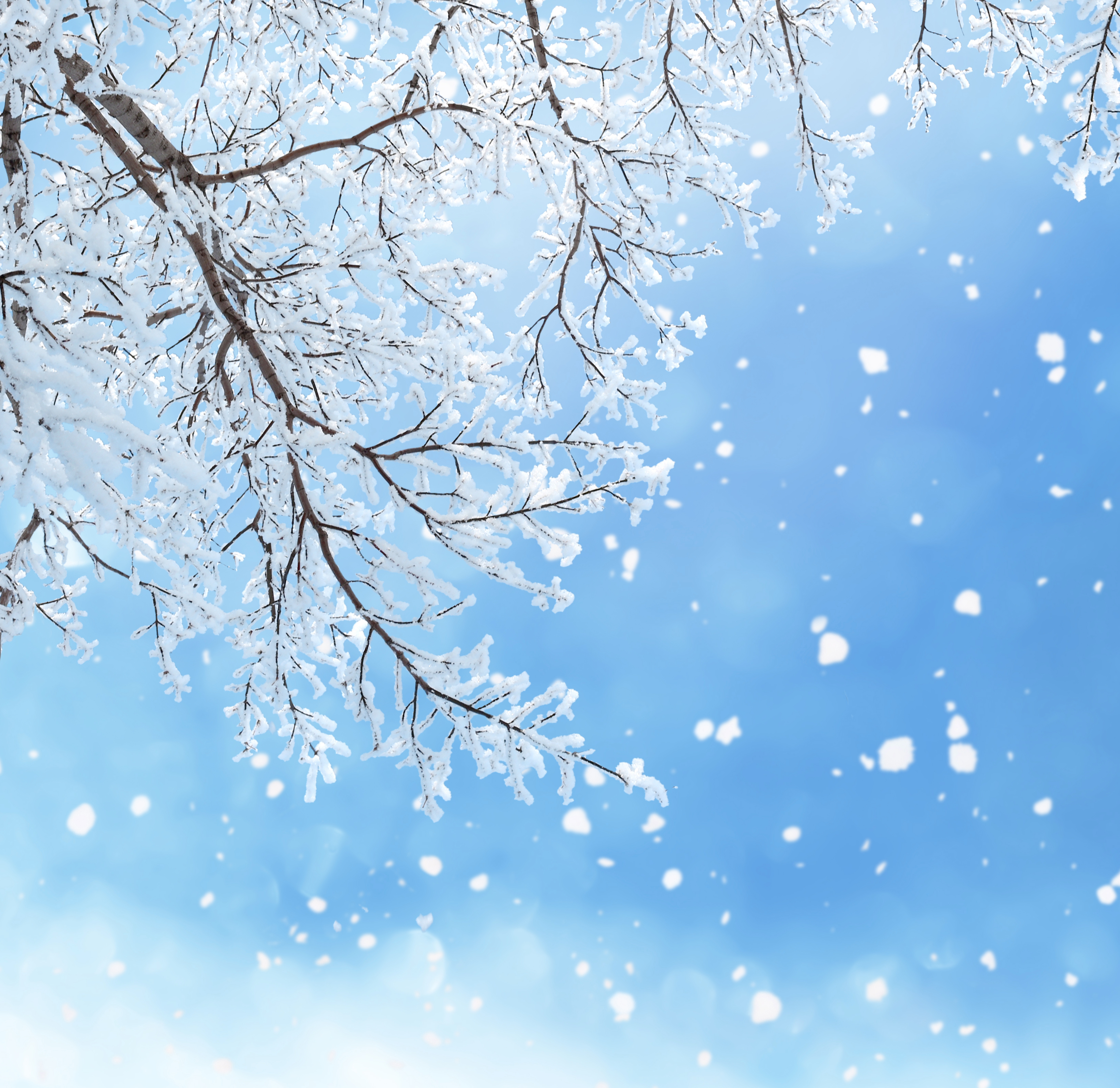 Winter Background With Branches Gallery Yopriceville High