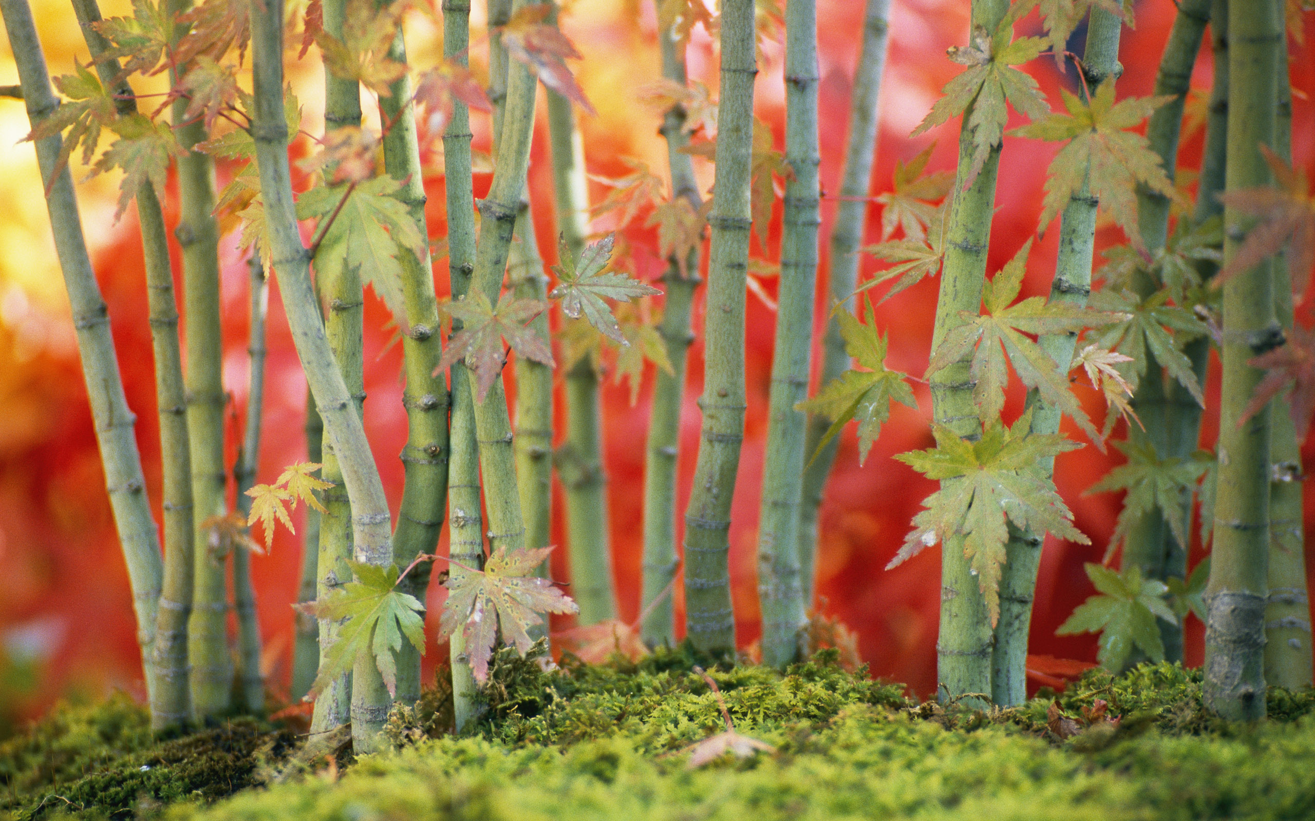 Bamboo Wallpaper Desktop