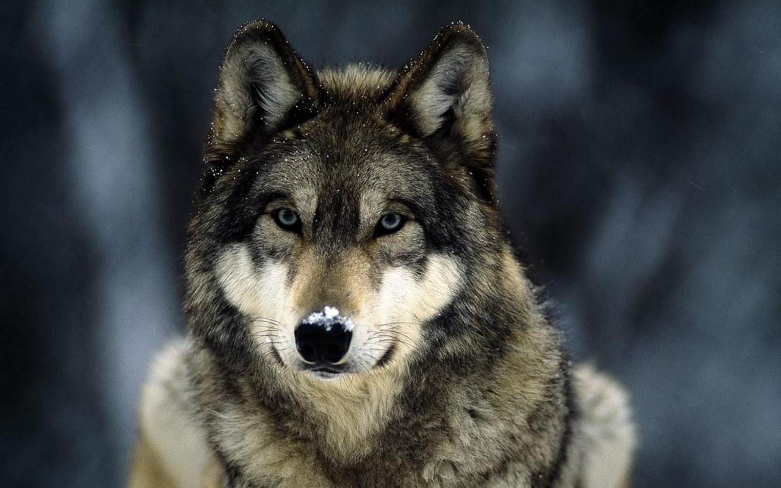 Grey Wolf Snow Jpg