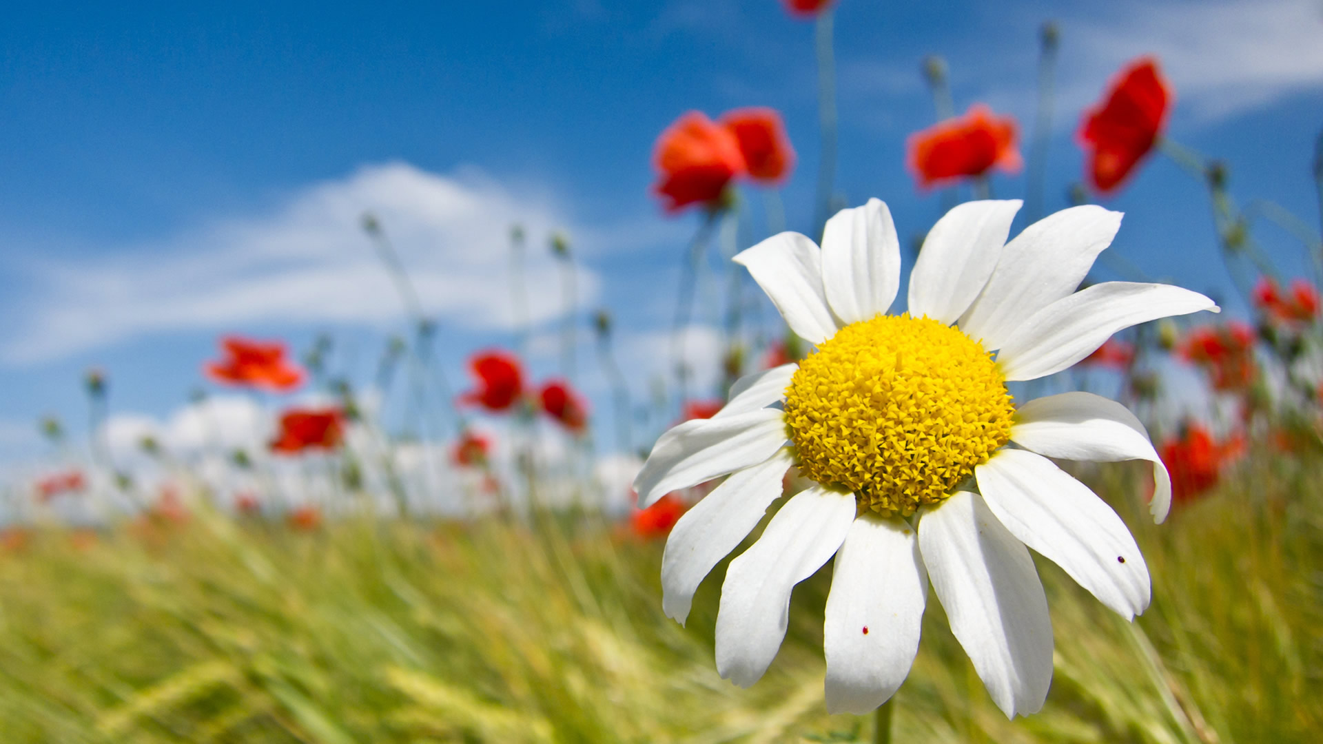 Spring Wallpaper Best