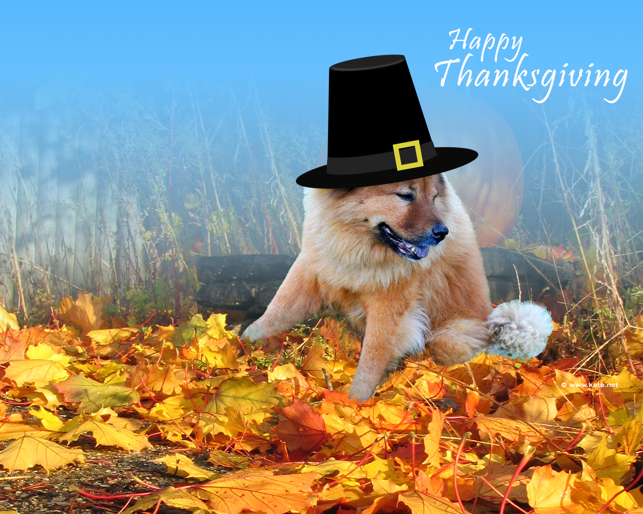 Thanksgiving Wallpaper For Pets By Kate