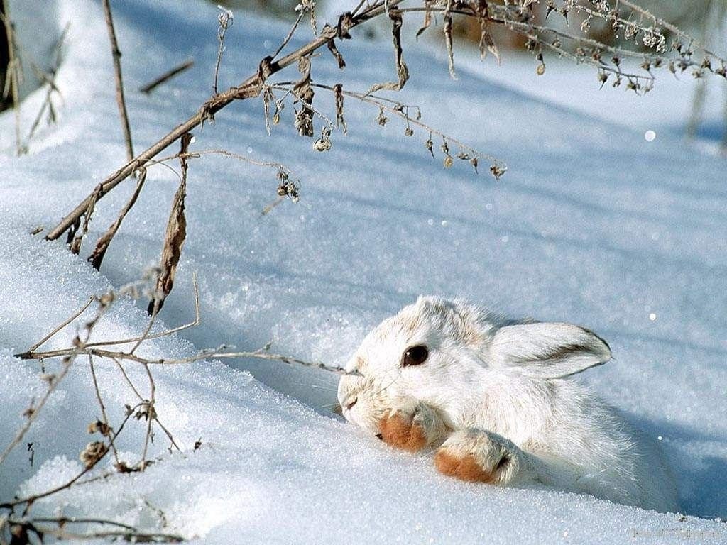 Wild Life Snow Bunny Animals