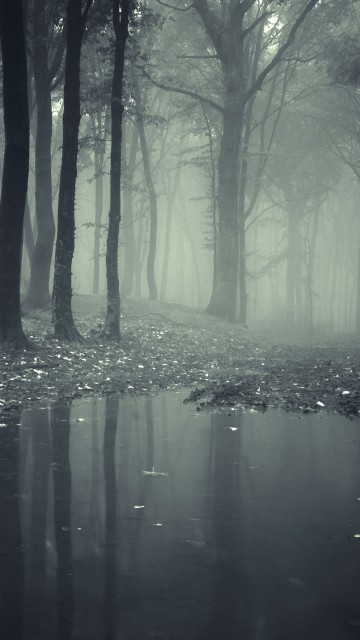 Horror Misty Dark Forest Android Wallpaper