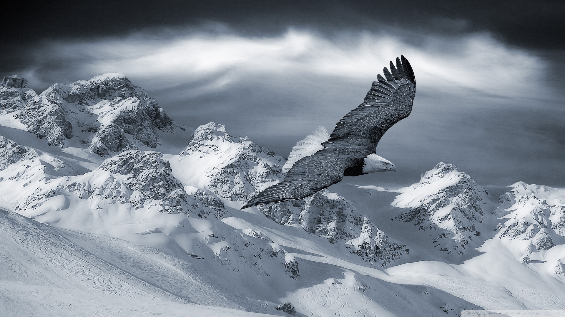 Bald Eagle Flying Over Mountains Wallpaper