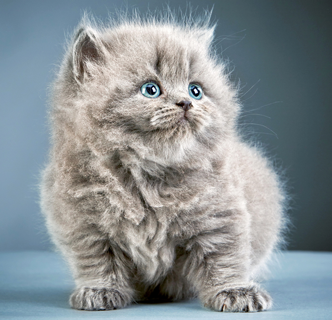 Desktop Wallpaper Kitty Cat Grey Fluffy Animal Glance