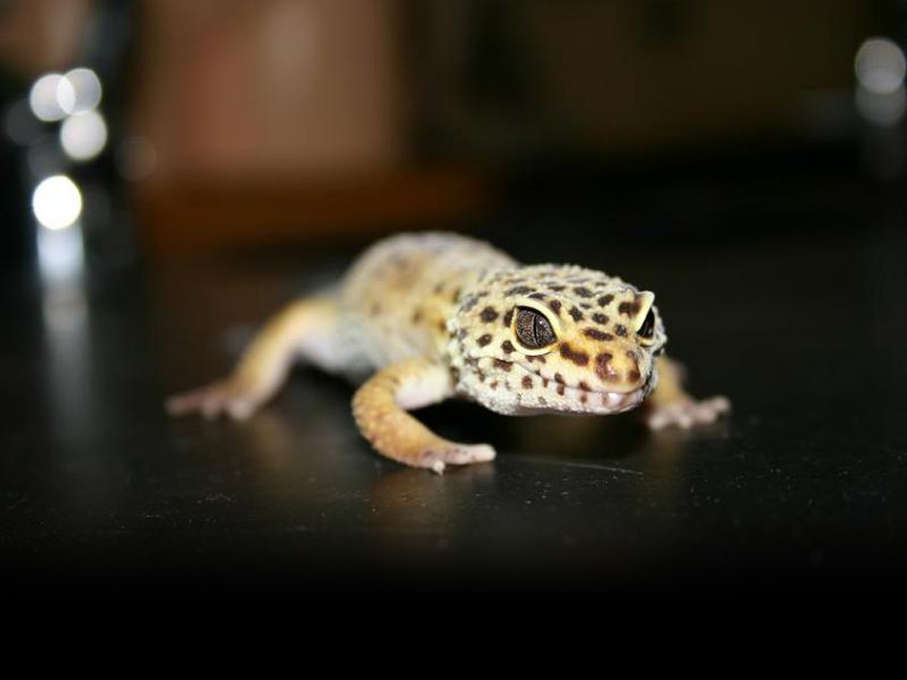 De Pantalla Gratis Fondo Naturaleza Gecko Leopardo