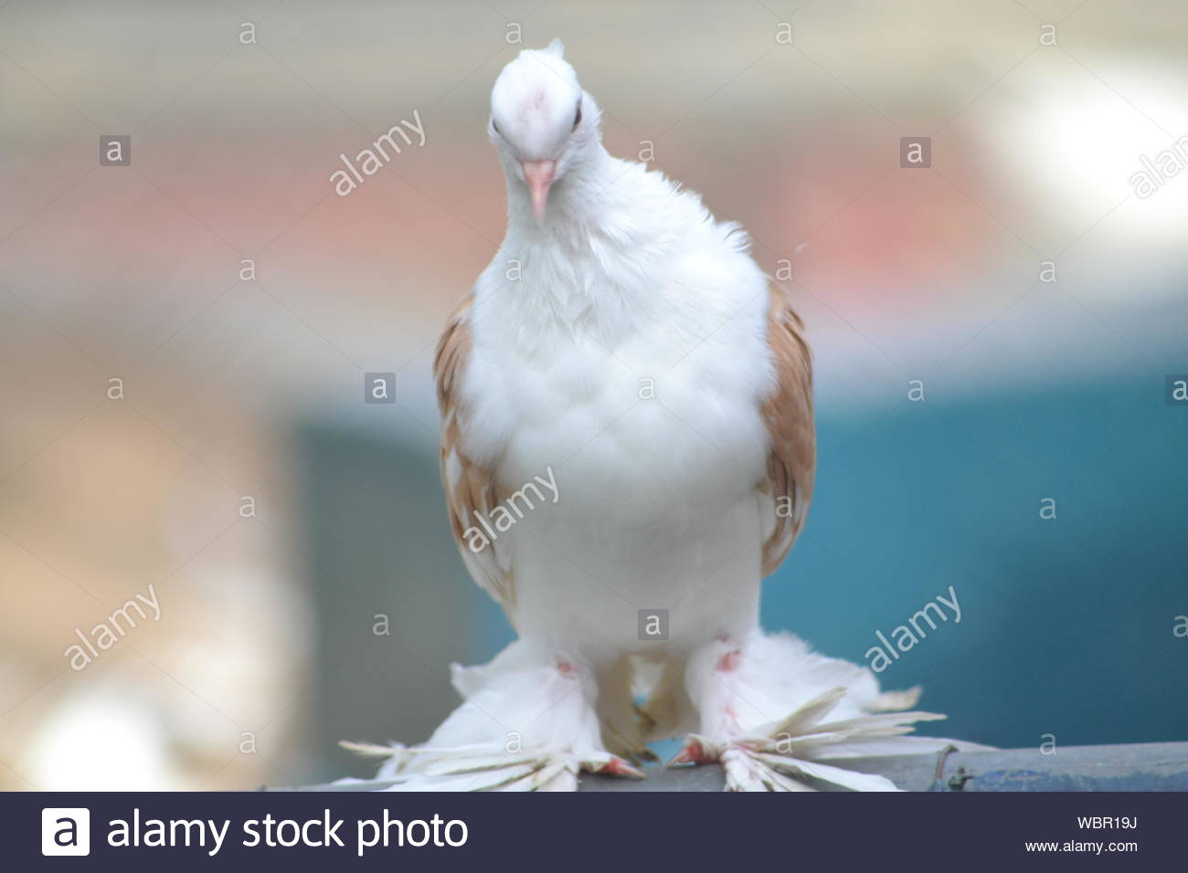 White Dove On Blue Background Stock Photo