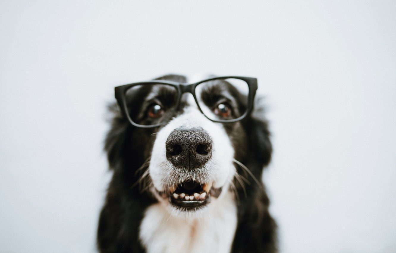Wallpaper Dog Wool Glasses Image For Desktop Section