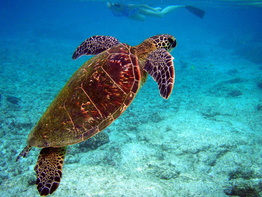 Swimitty Swim Turtles Picture