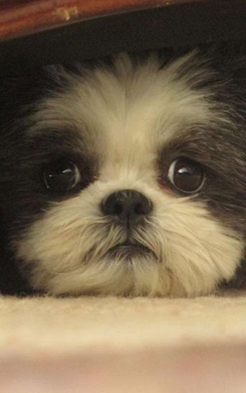 Cute Shih Tzu Wallpaper HD Android Apps On Google Play