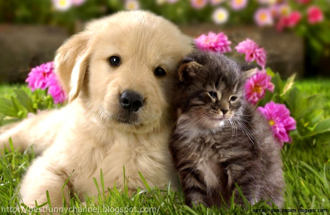 Puppies And Kittens Wallpaper Wild Animal Live