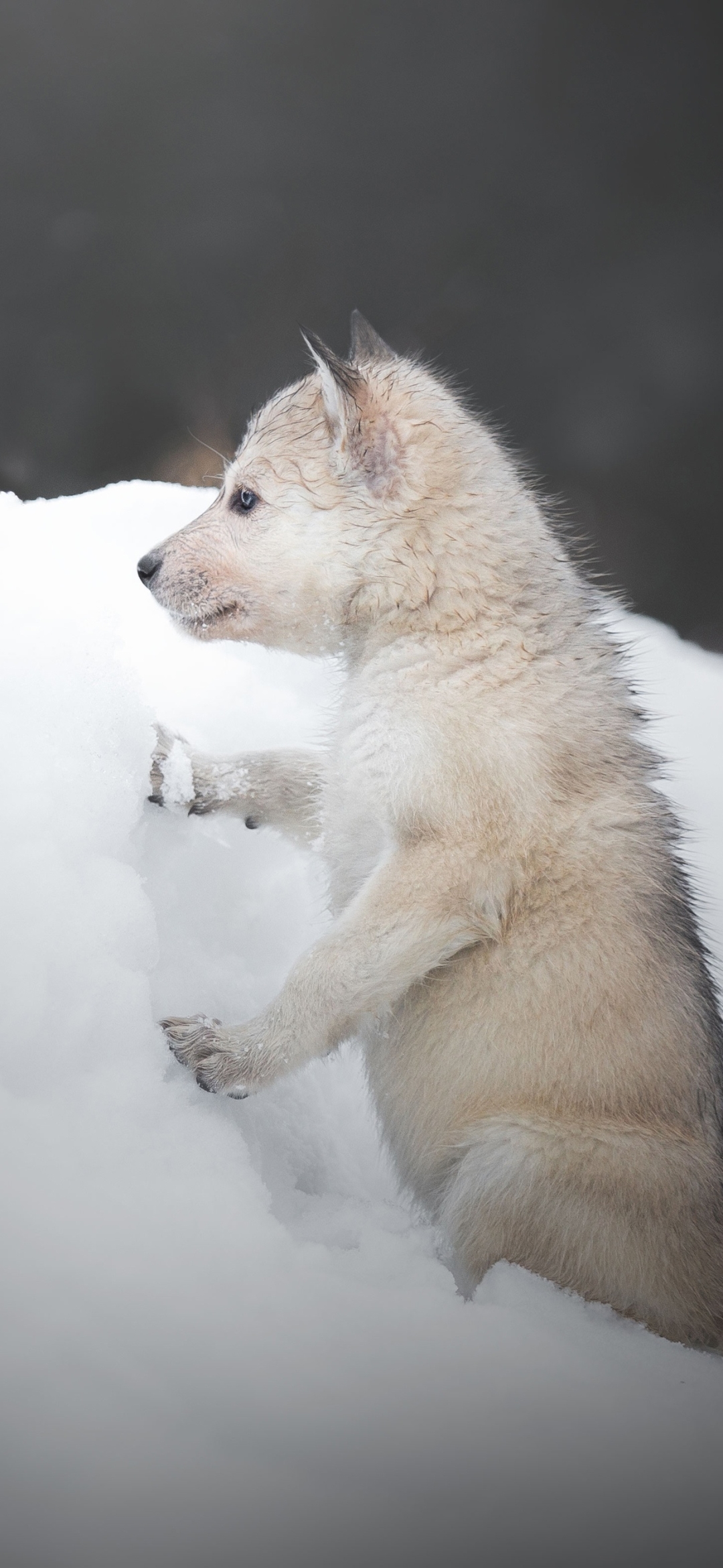 Wolf Phone Wallpaper