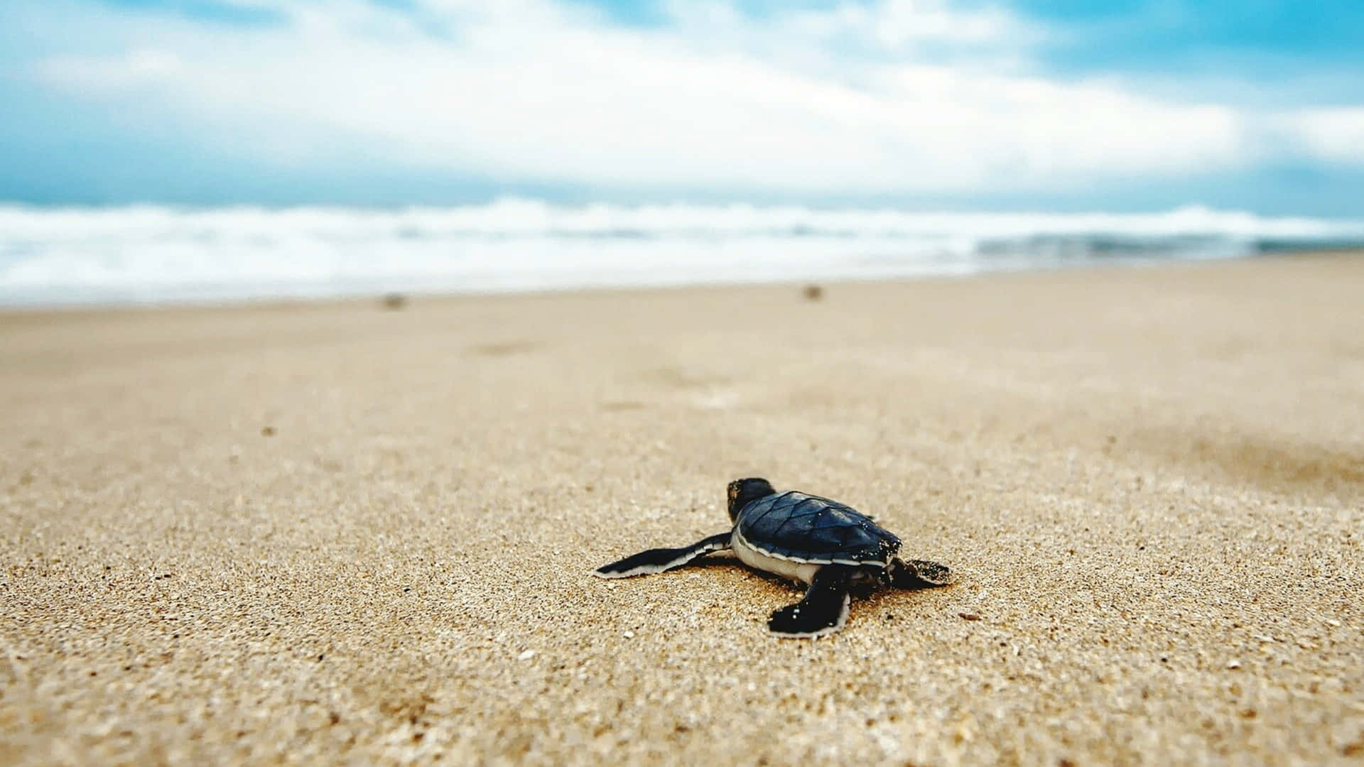 Baby Sea Turtle Desktop Wallpaper