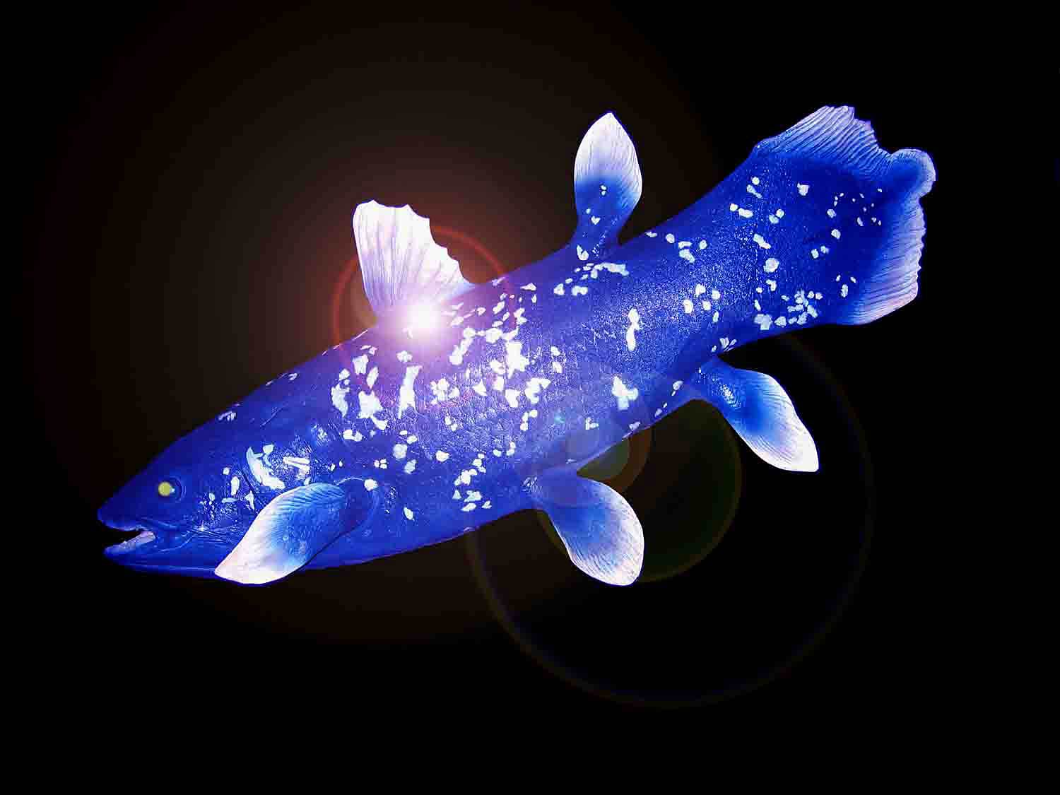 Coelacanth Wallpaper And Background Animals Town