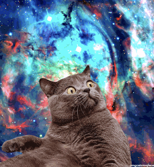 Tagged Cat Cats In Space Gif