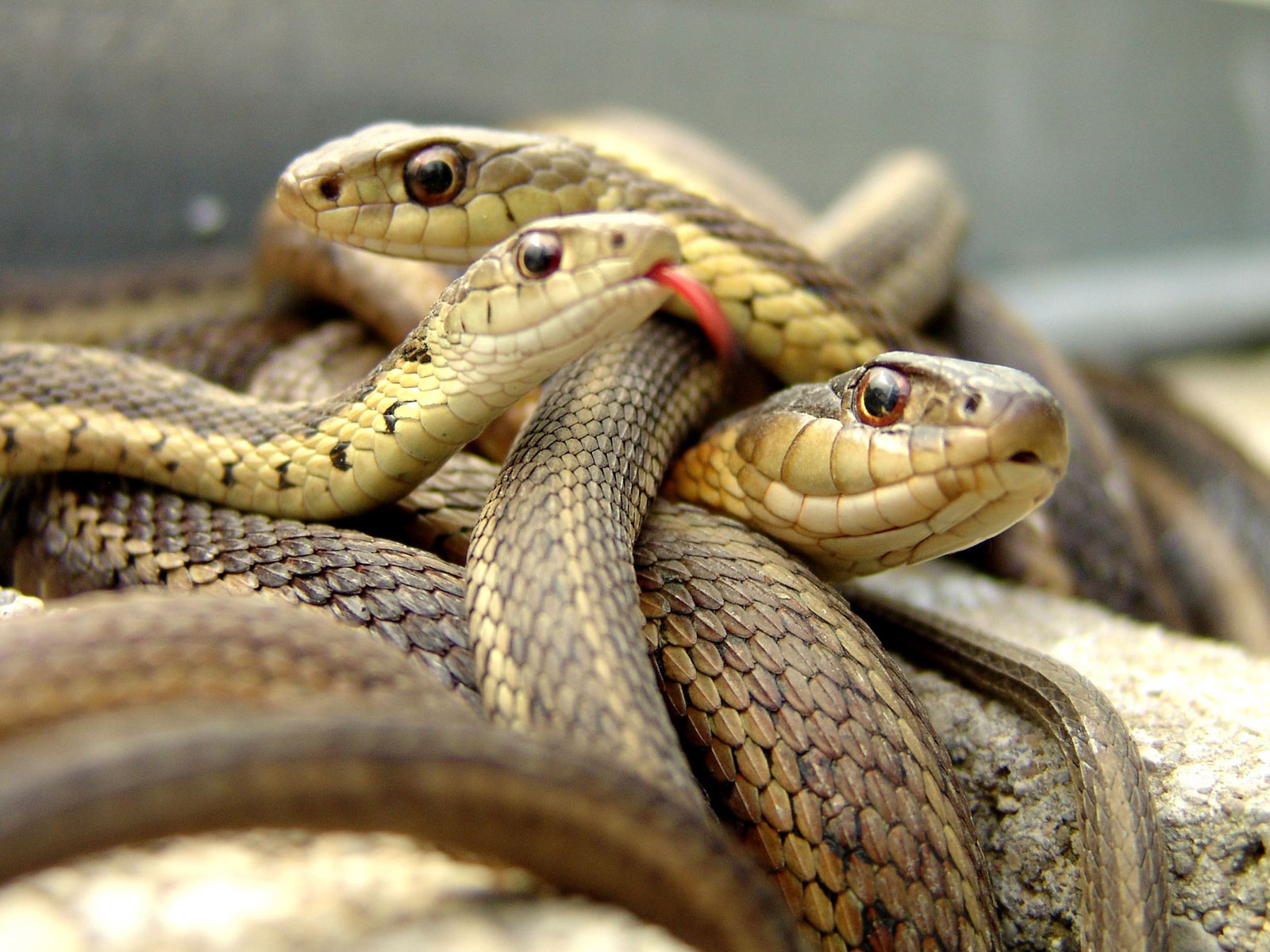 Top Desktop Snake Wallpaper HD Snakes Three Jpg