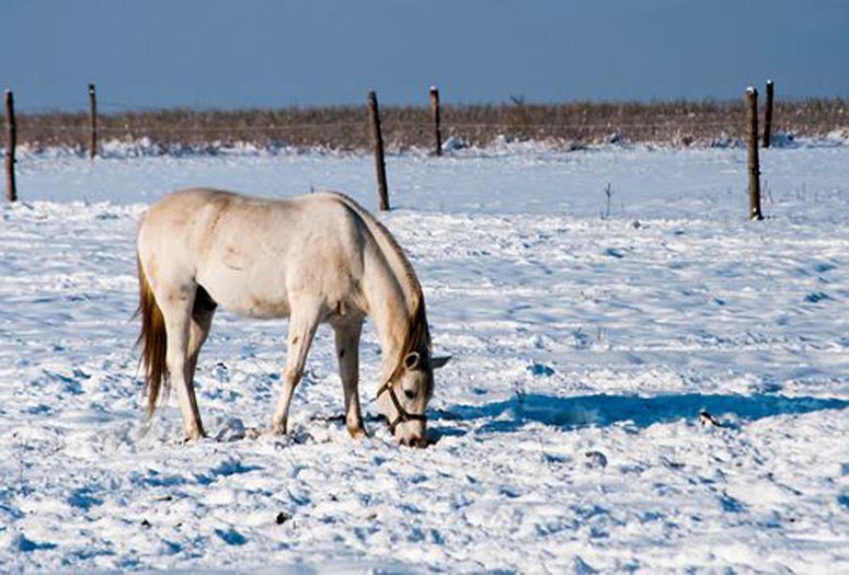 Horses Cold Weather Image Search Results