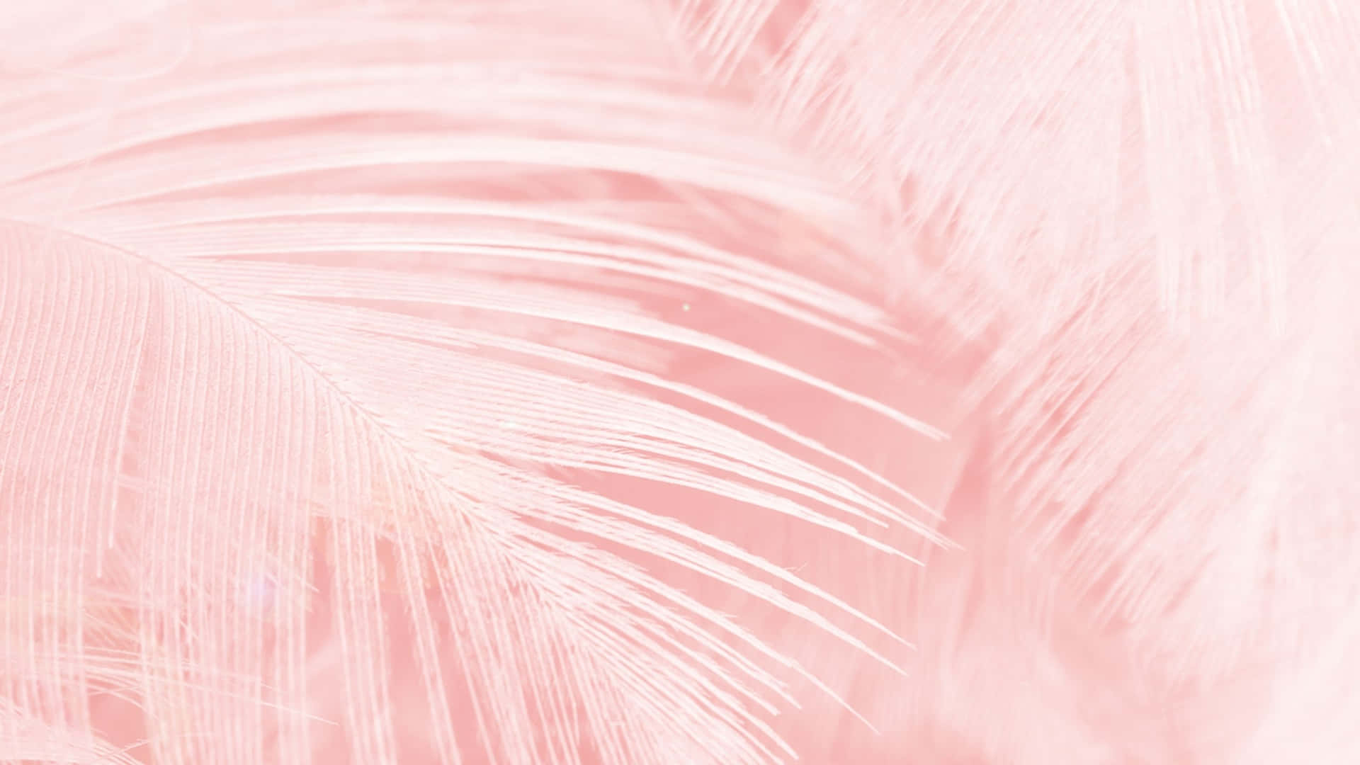 Aesthetic Puter Light Pink Feathers Wallpaper