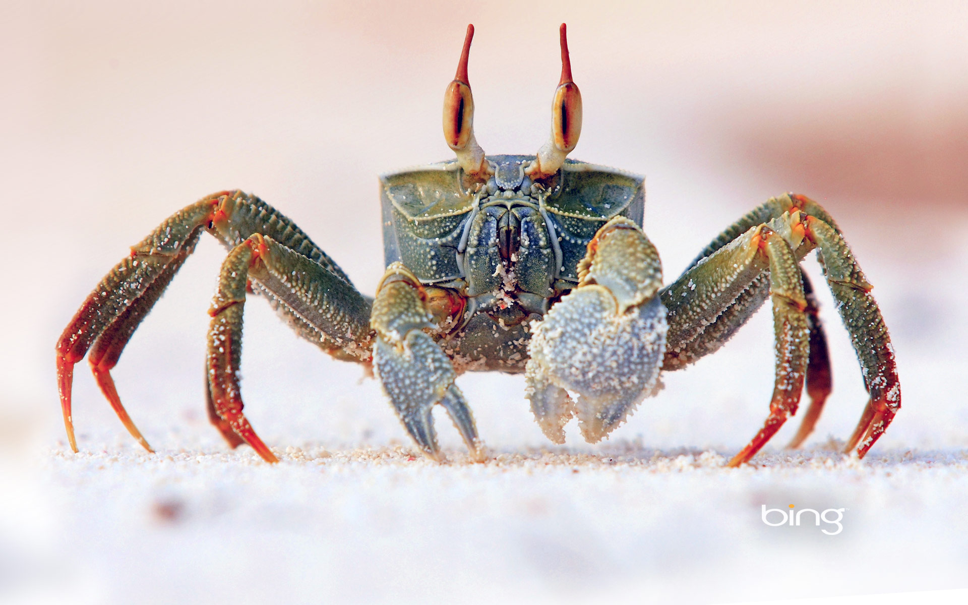 Nature Animal Crab Bing Microsoft HD Wallpaper Background