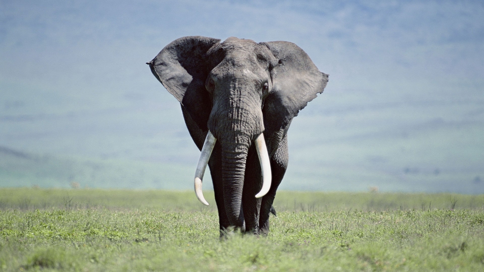Elephant Wallpaper HD Pictures One