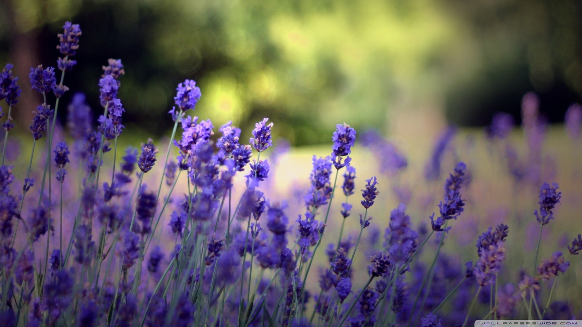 Beautiful Lavender Flowers Wallpaper
