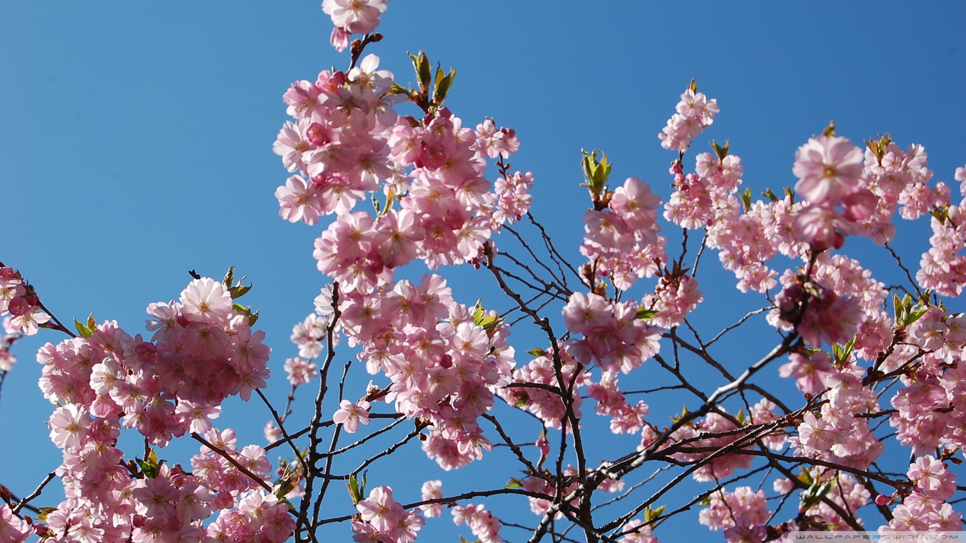 Japanese Cherry Blossom Tree Wallpaper