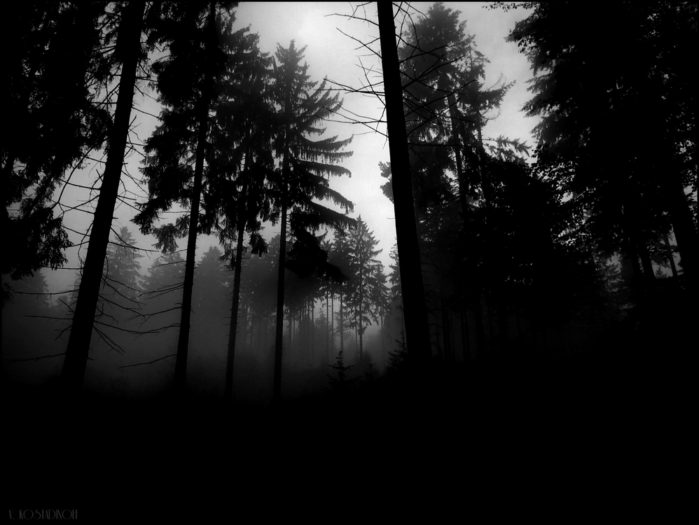 Wallpaper Creepy Forest By Akg Customize Org