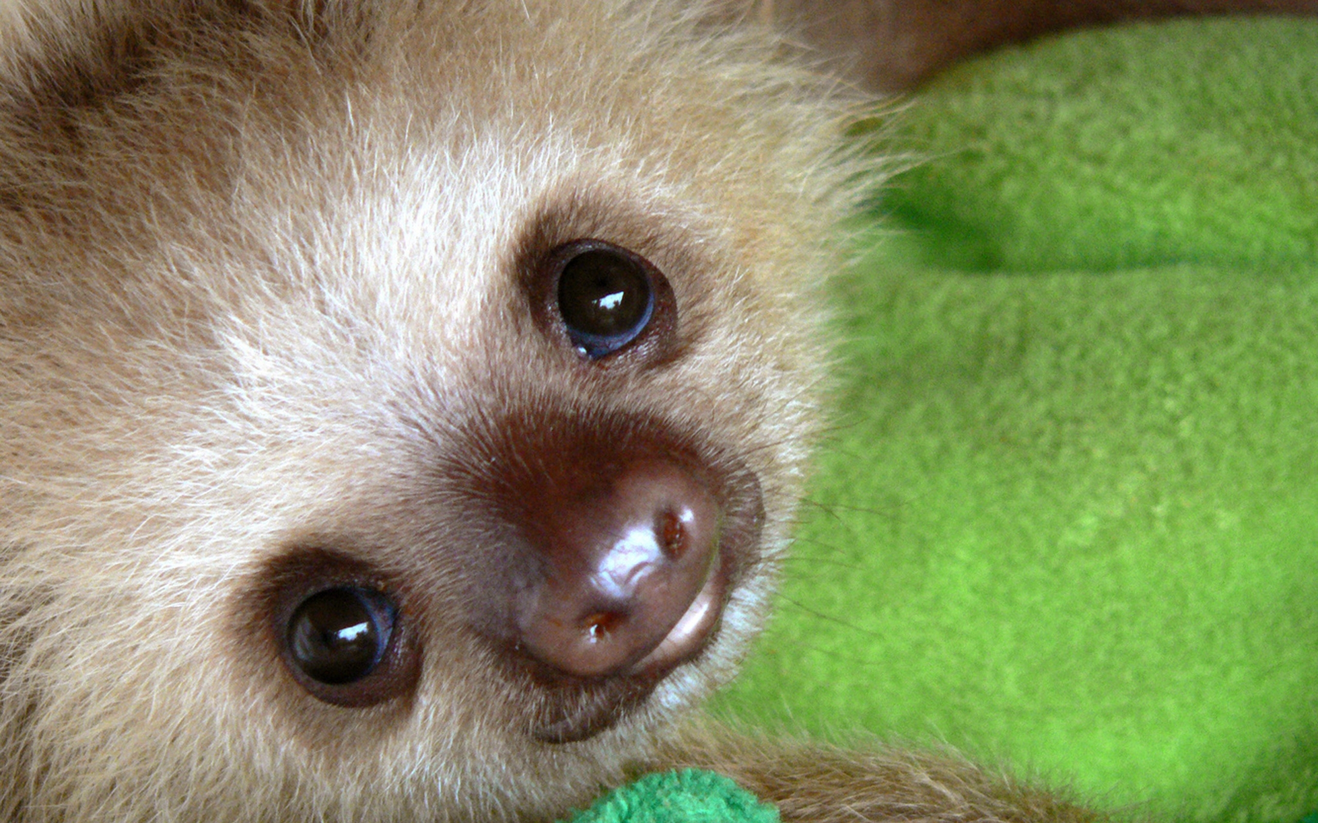 Related Pictures Baby Sloth Lazy Sunday Yawning