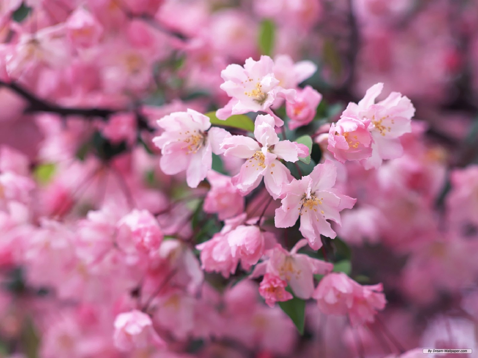 Wallpaper Flower Cherry Blossom