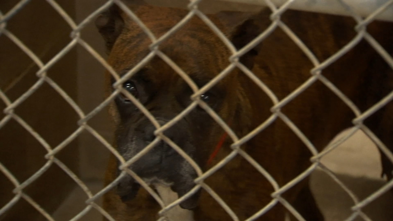 Central California Spca Reducing Fees To Reclaim Animals Lost In
