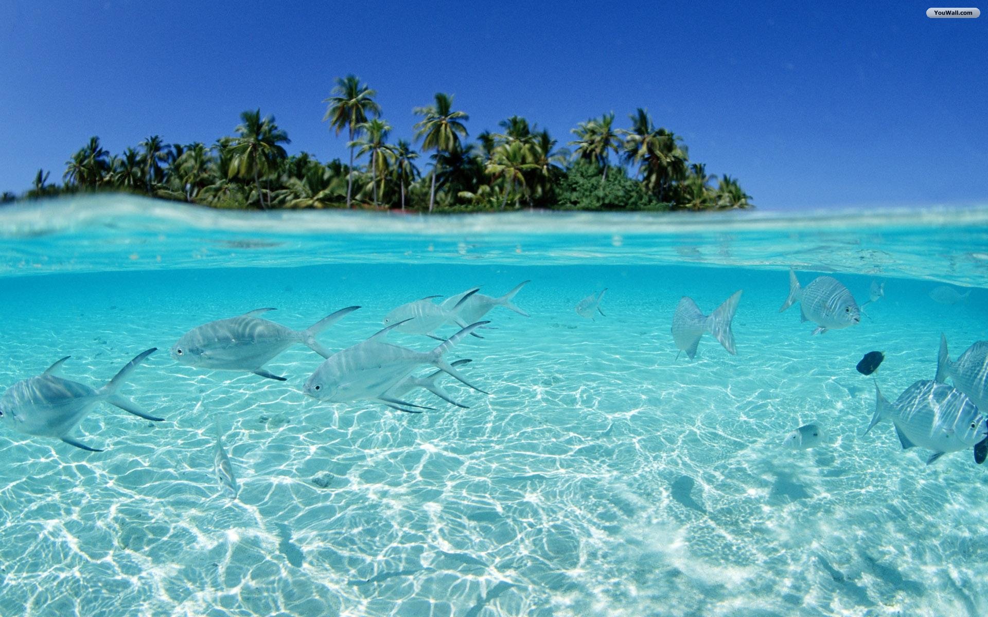 Crystal Clear Water Tropical Island Fish HD Wallpaper