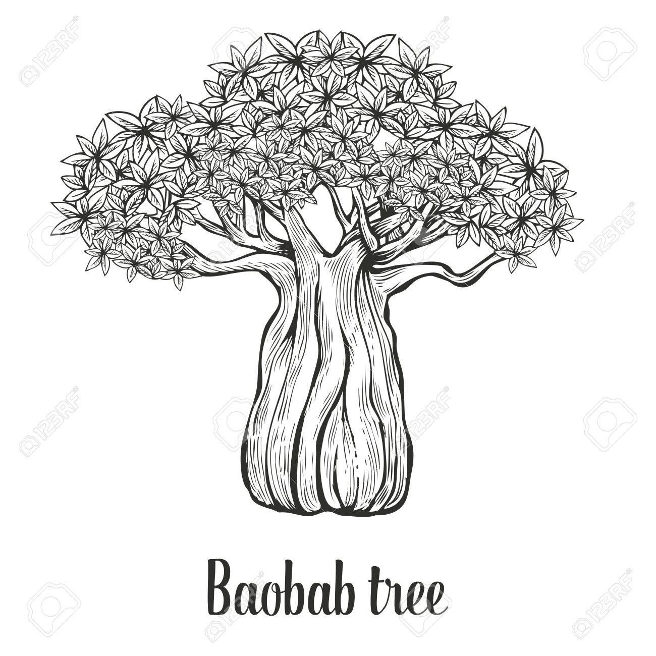 Baobab Tree Leaf Engraving Vintage Illustration Black On White
