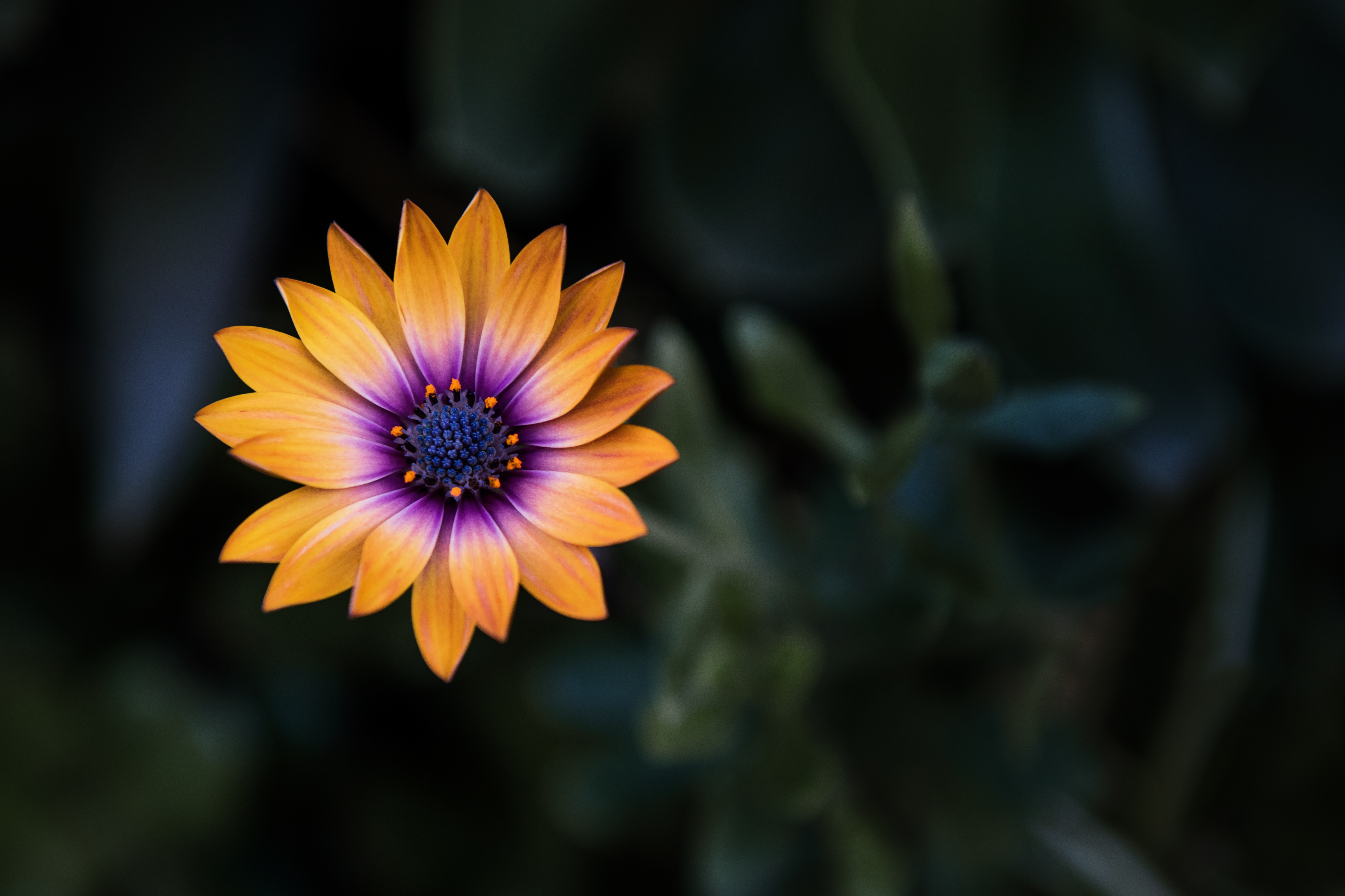 Wallpaper 8k Orange With High