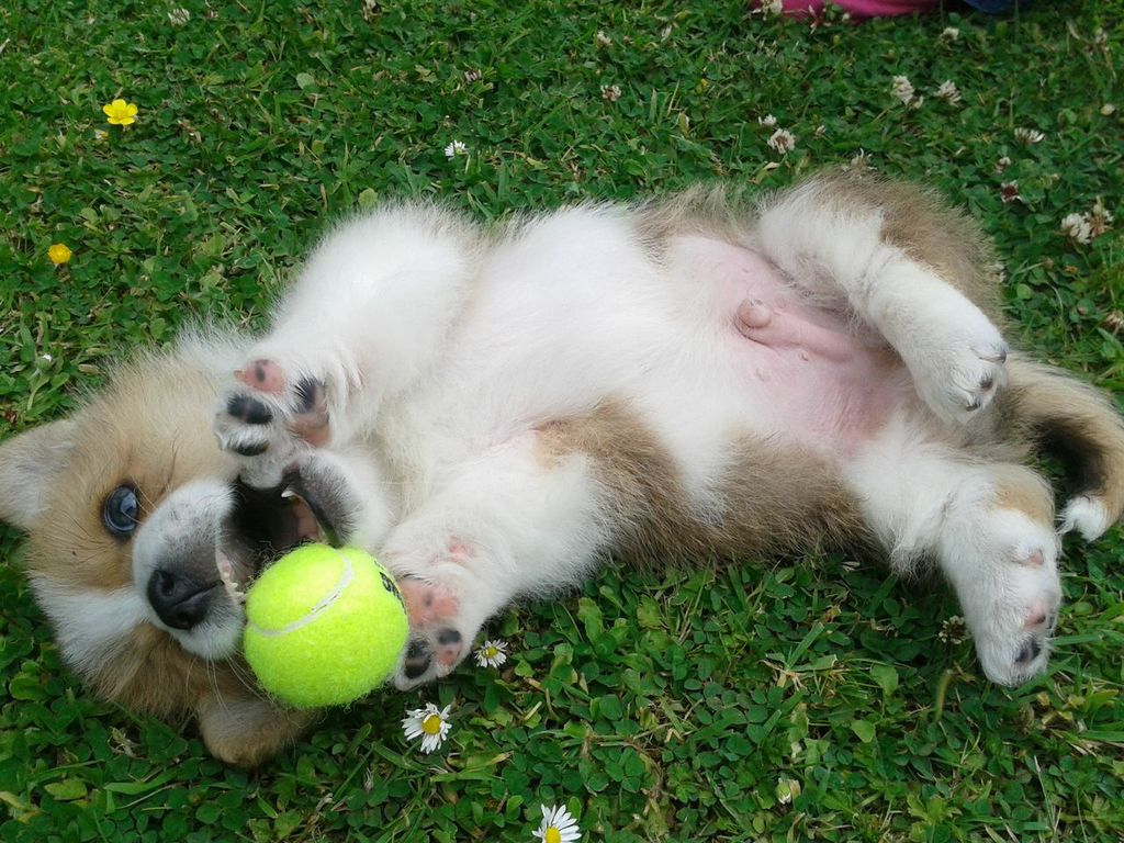 Corgi Puppy Loves His Tennis Ball Pikdit
