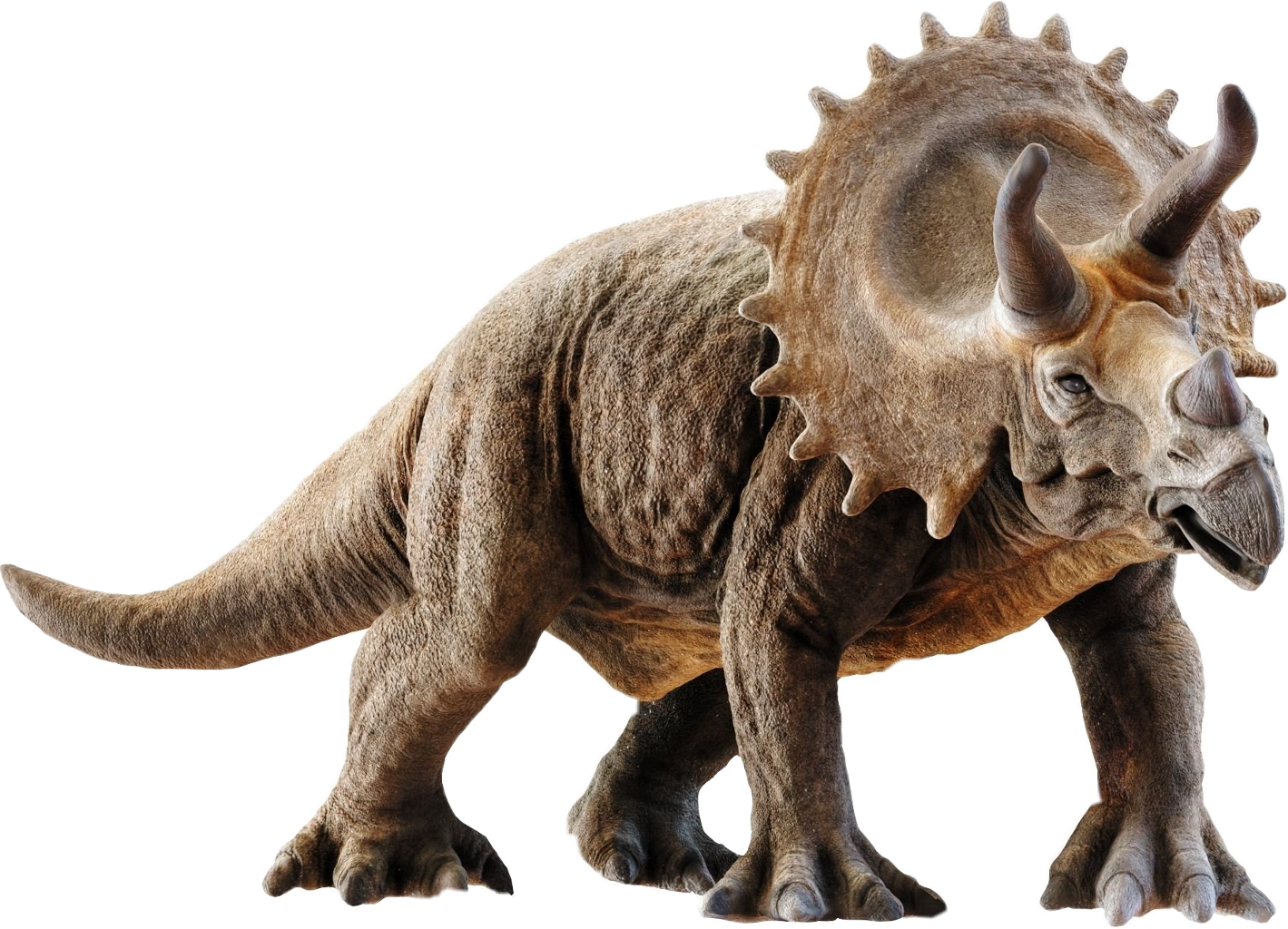 Triceratops 3d Model Png Image With No
