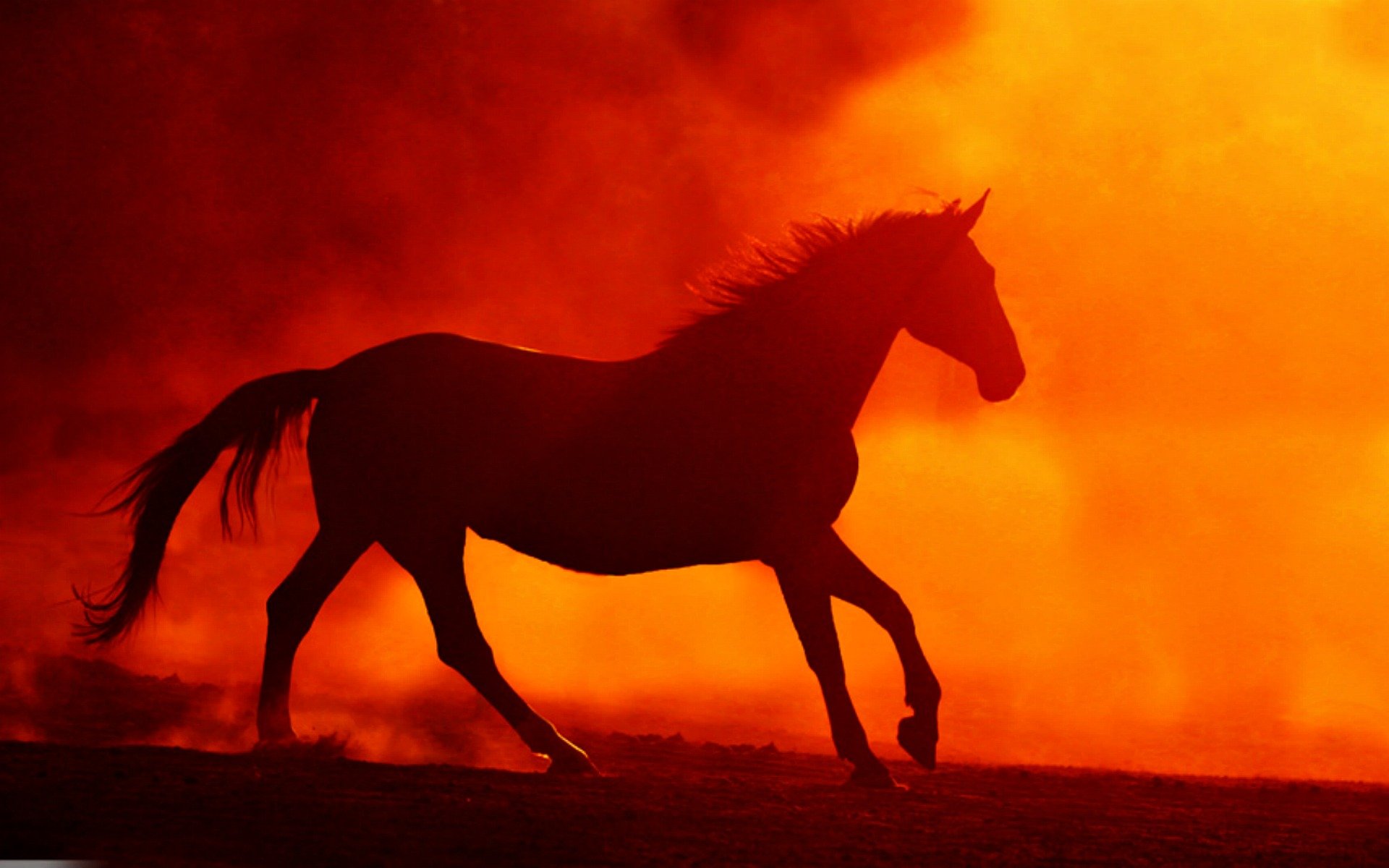 Horse With Fire Background HD Wallpaper Background
