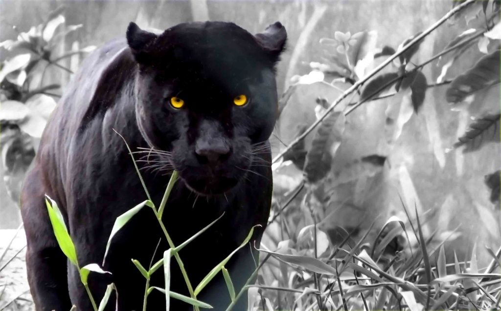 Black Jaguar fantasy green black jungle jaguar rajewel panther art  luminos HD wallpaper  Peakpx