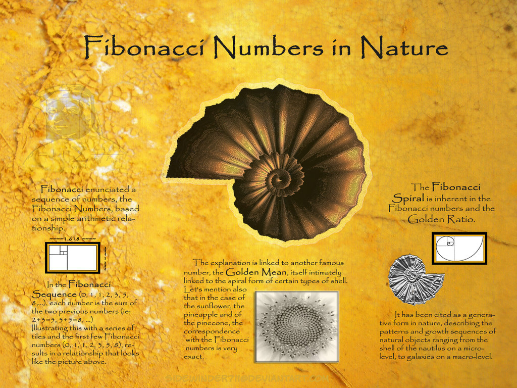 Fibonacci Wallpaper Photo At Cool Monodomo