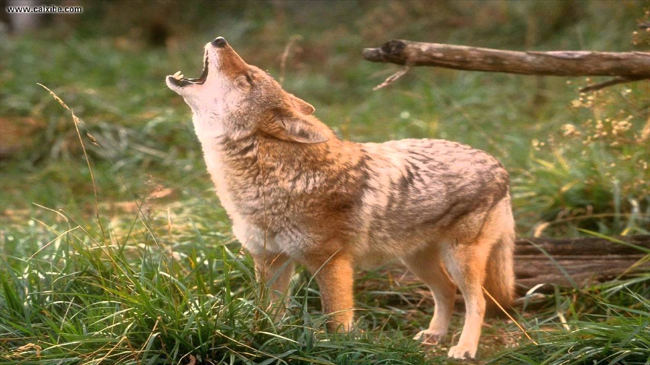 hurt coyote sounds