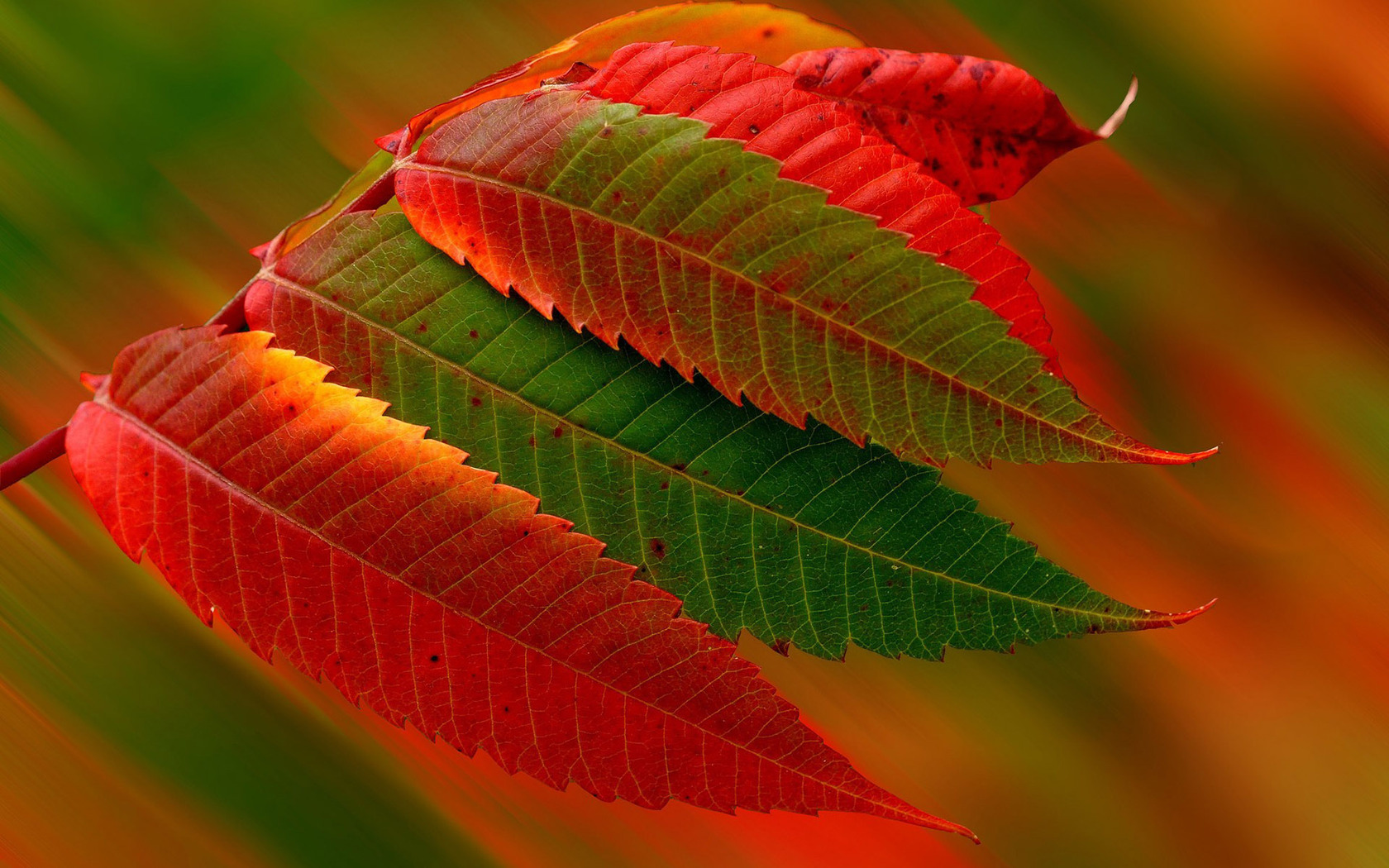 Download Red and green autumn leaves wallpaper