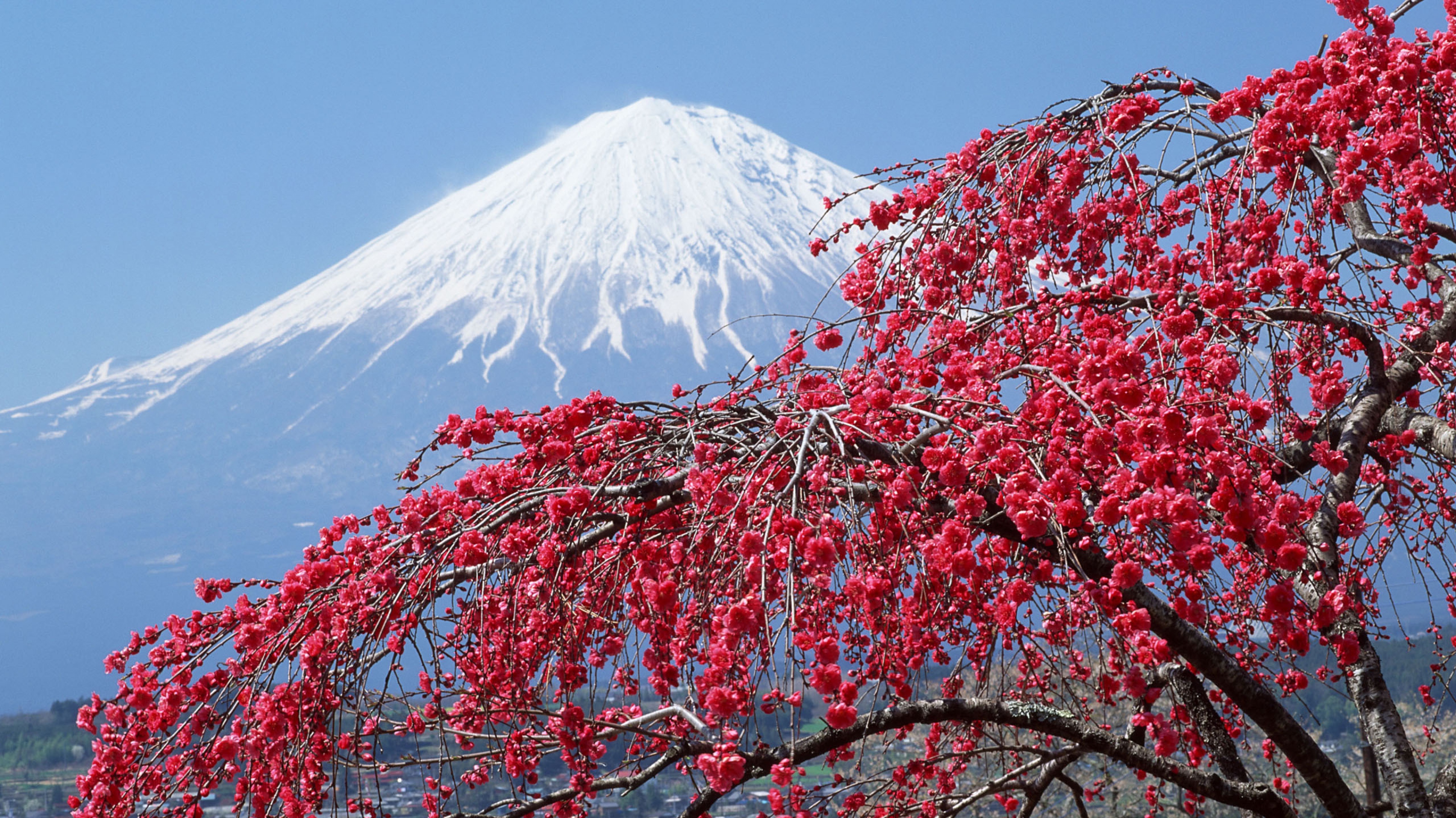  in japan Japan Sakura Mountains Wallpaper Background 4K Ultra HD 3840x2160
