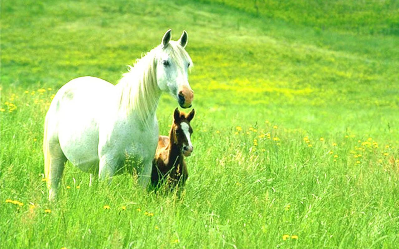 Wallpaper Archive White Horse And Brown Pony