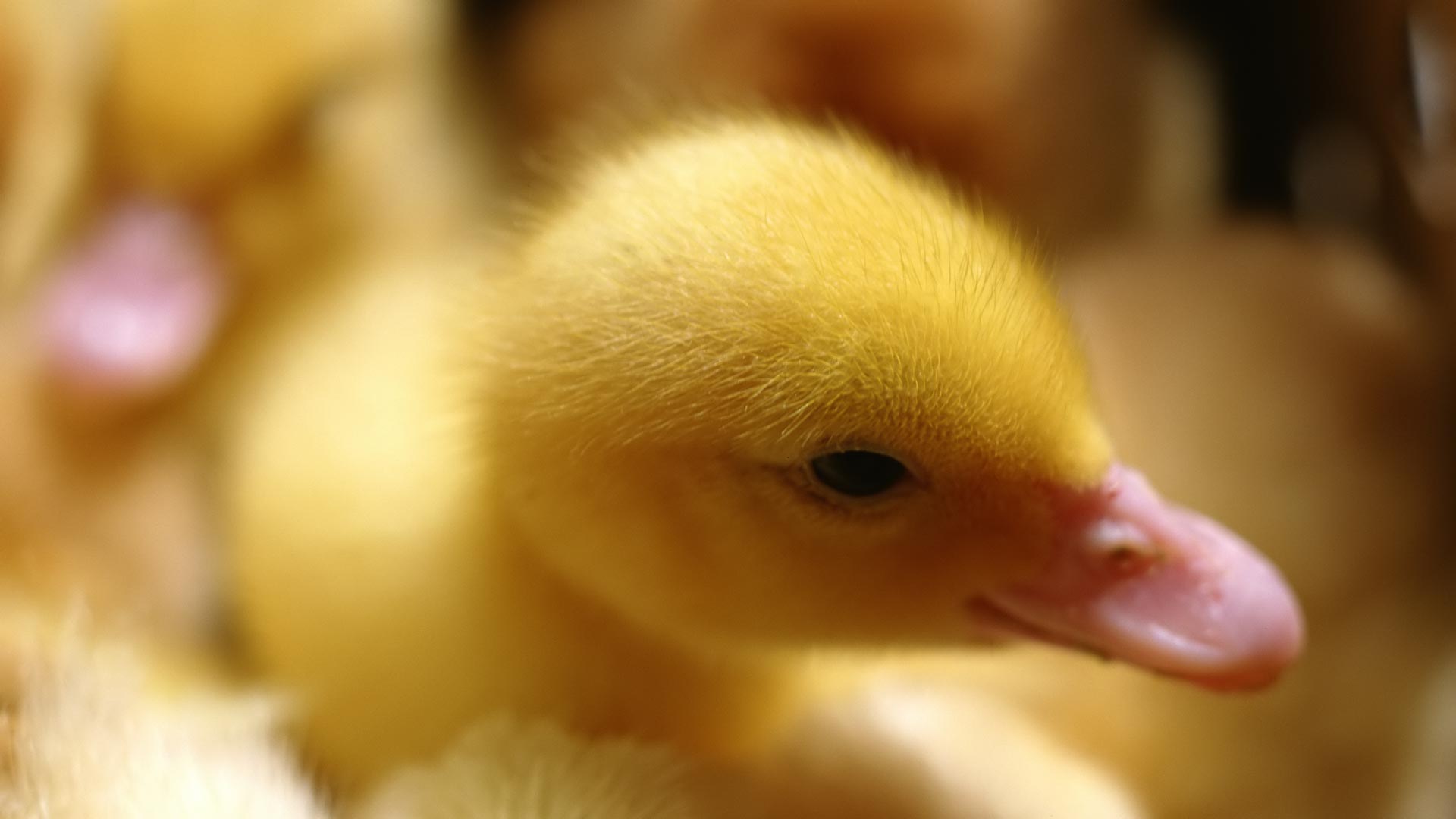 Cute Baby Ducklings HD Wallpaper In Animals Imageci