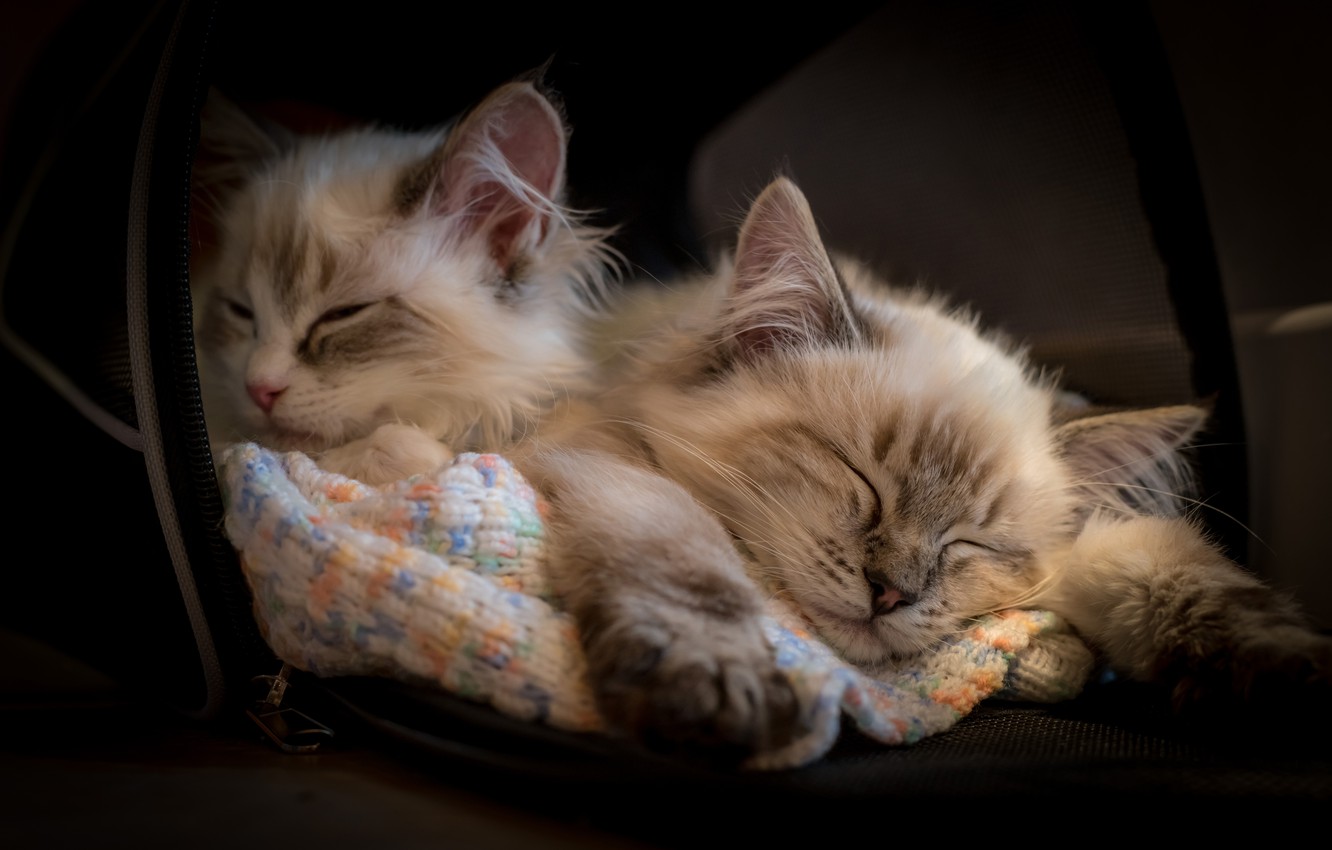 Wallpaper Sleep Kittens Sleeping Ragdoll Two Image